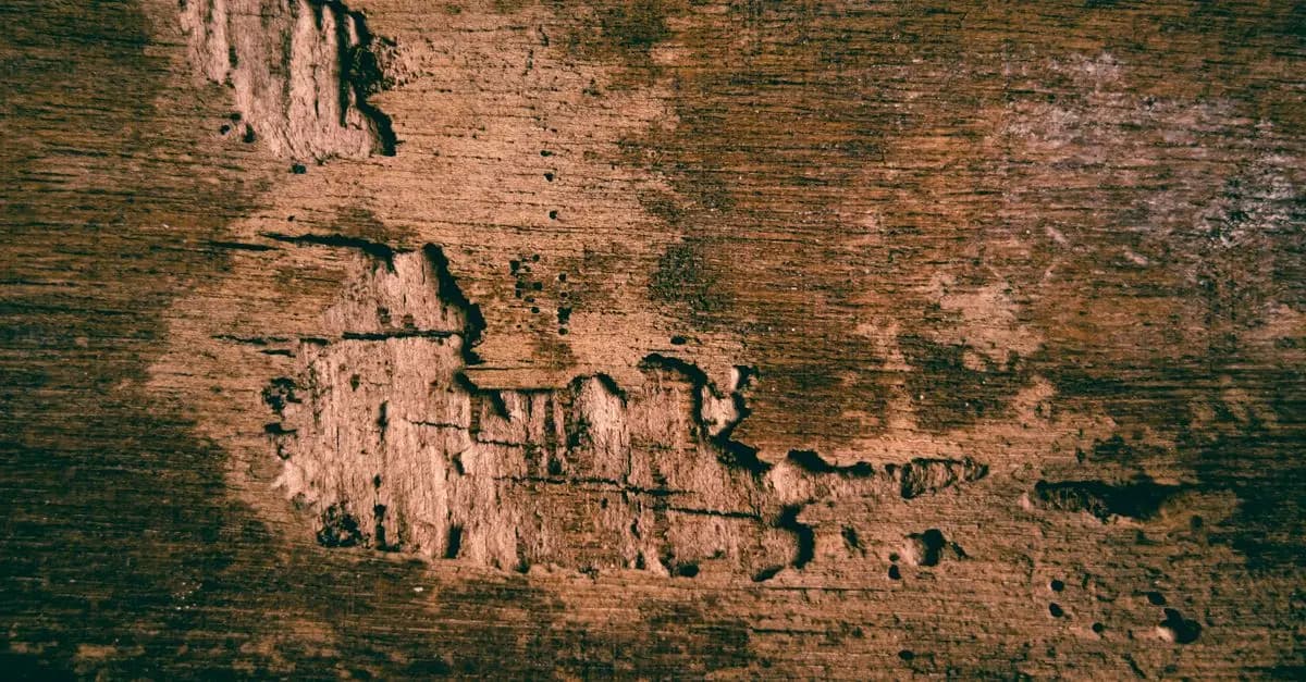 Bois Massif vs Contreplaqué : Lequel Choisir ?